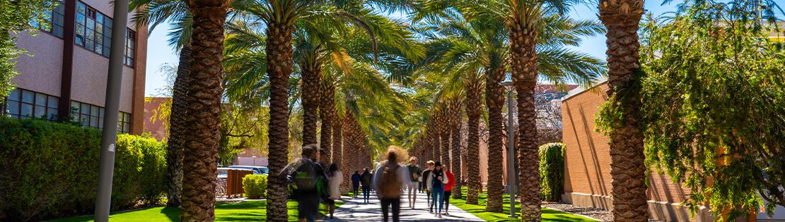 亚利桑那州立大学校园内的一条棕榈树廊道